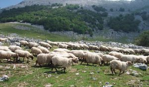 compra y venta de ovejas